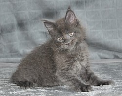 plus beau maine coon du monde