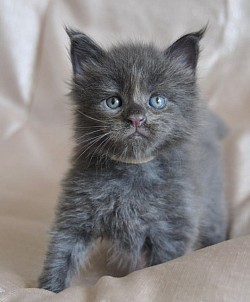 Super grand maine coon