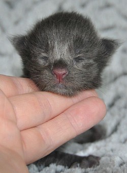 maine coon 1 jour