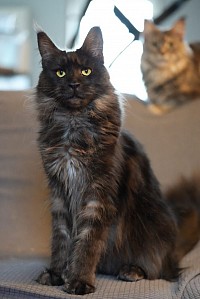 Maine Coon black smoke