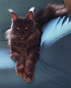 Grande femelle maine coon