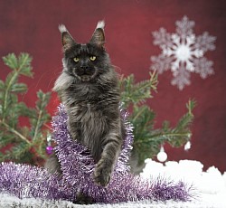 maine coon cadeau de noel