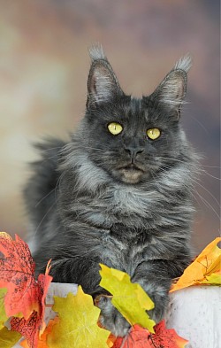 Maine coon en automne