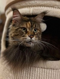 Maine Coon brown tortie
