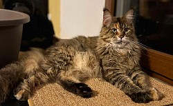 Brown tortie mackerel tabby