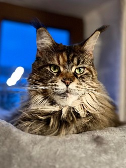 Portrait maine coon