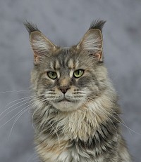 Femelle maine coon repro