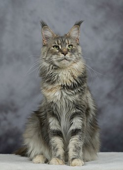 Maine Coon grande femelle