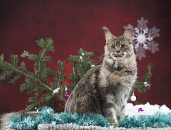 Maine coon deco noel