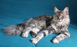 Maine coon tortie