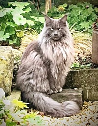 Maine Coon bleu smoke