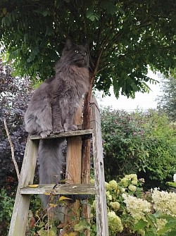Maine coon dehors