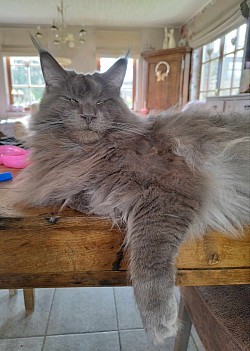 Maine coon qui dort