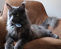 Maine coon déguisé