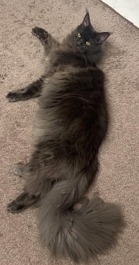 Queue en panache maine coon