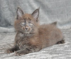 Maine coon bleue