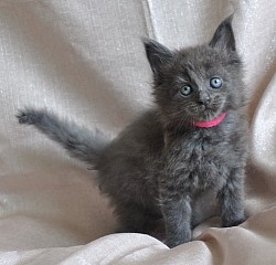 Maine coon yeux bleus