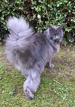 Bleue smoke