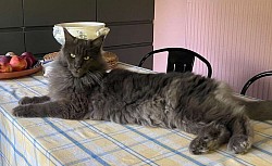 Maine coon