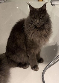 Gigansteque maine coon