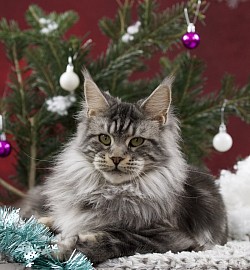 femelle black silver blotched tabby