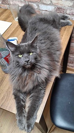Grande femelle maine coon