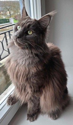 Portrait maine coon