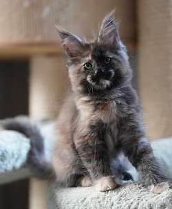 Maine coon dispo