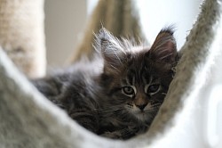 Chaton à vendre