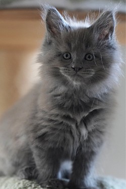 Chaton bleue disponible