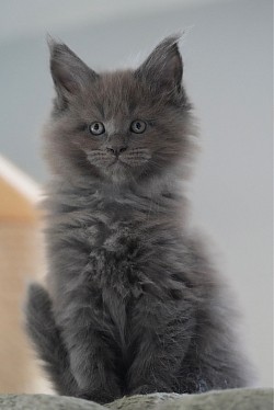 Chaton disponible