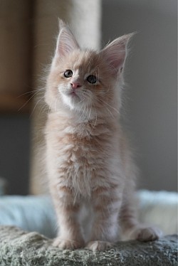 Maine coon roux solide