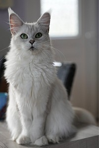 Maine Coon Chichilla