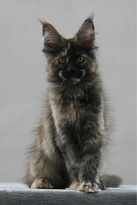 Maine coon à vendre