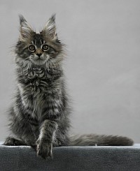 Femelle Maine Coon à vendre