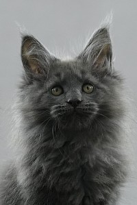 Maine coon bleu à vendre