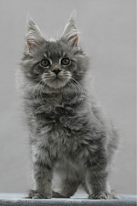 Mâle maine coon disponible