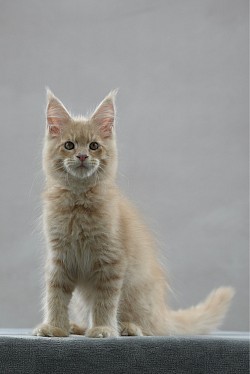 Maine coon roux à vendre
