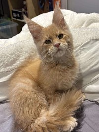Maine coon roux à vendre