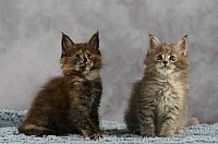 Très bon élevage de Maine Coon
