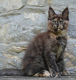 XXL Maine Coon