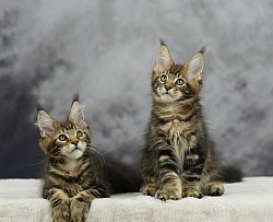 Maine Coon jumeau