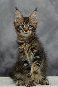 Maine Coon sauvage