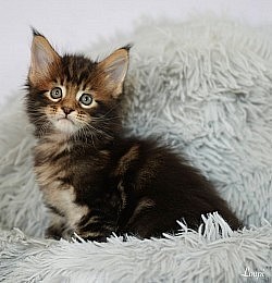 Petit Maine Coon