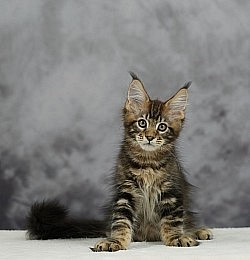 Maine Coon brun