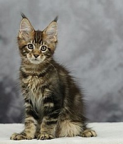 Maine Coon brown