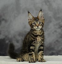 Chaton Maine Coon
