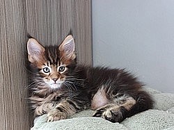 Maine Coon en famille