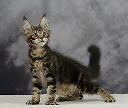 Maine Coon joueur