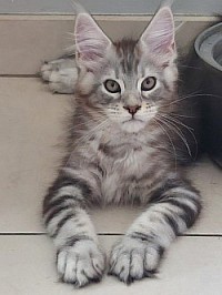 Maine Coon silver